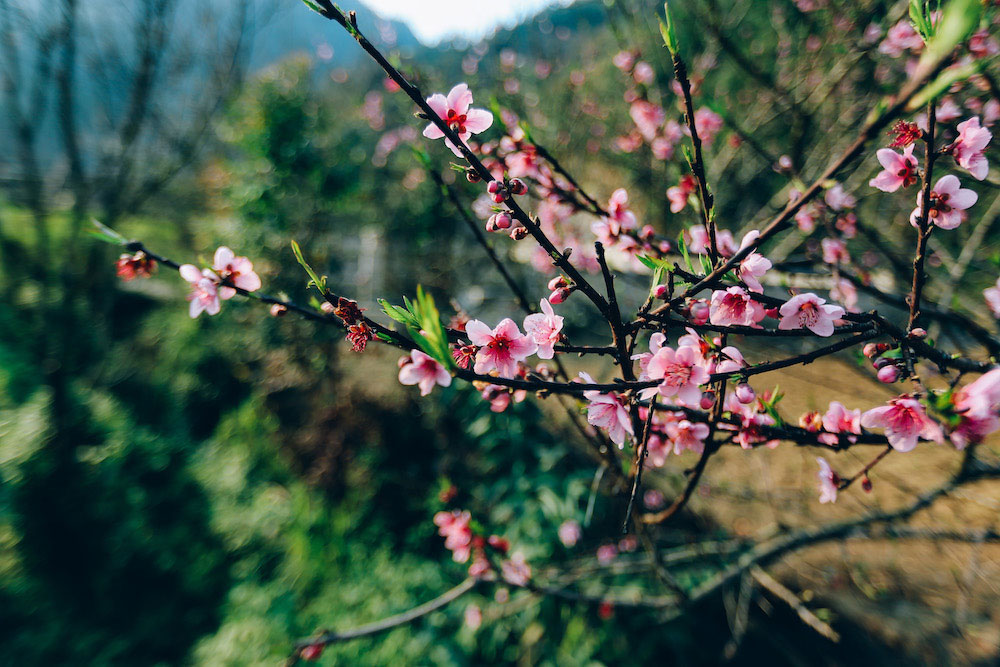 Chăm sóc hoa đào nở đúng Tết Chăm sóc hoa đào nở đúng Tết
