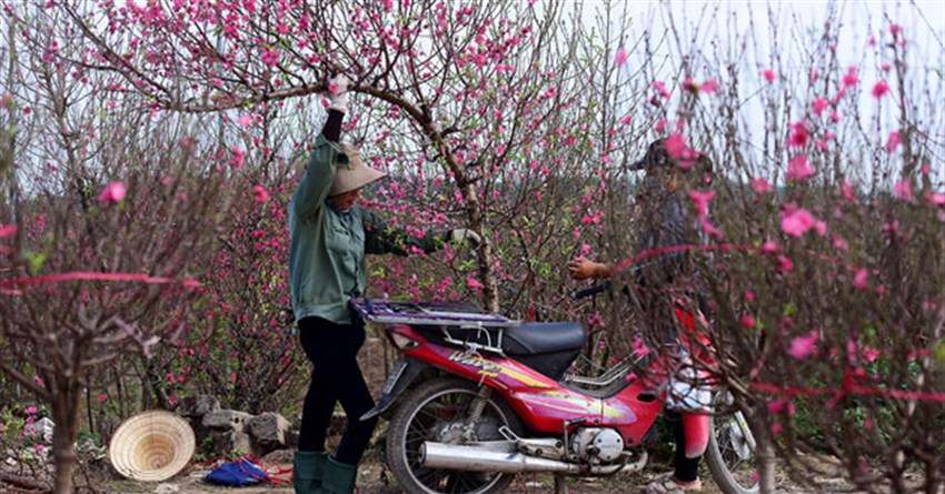 Cách hãm đào ra hoa sớm, làm cho cây đào ra hoa đúng dịp Tết