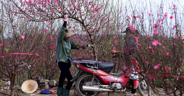 Chăm sóc hoa đào nở đúng Tết Chăm sóc hoa đào nở đúng Tết