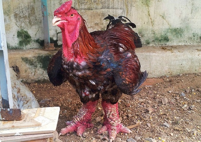 Giá gà Đông Tảo bao nhiêu tiền 1kg?