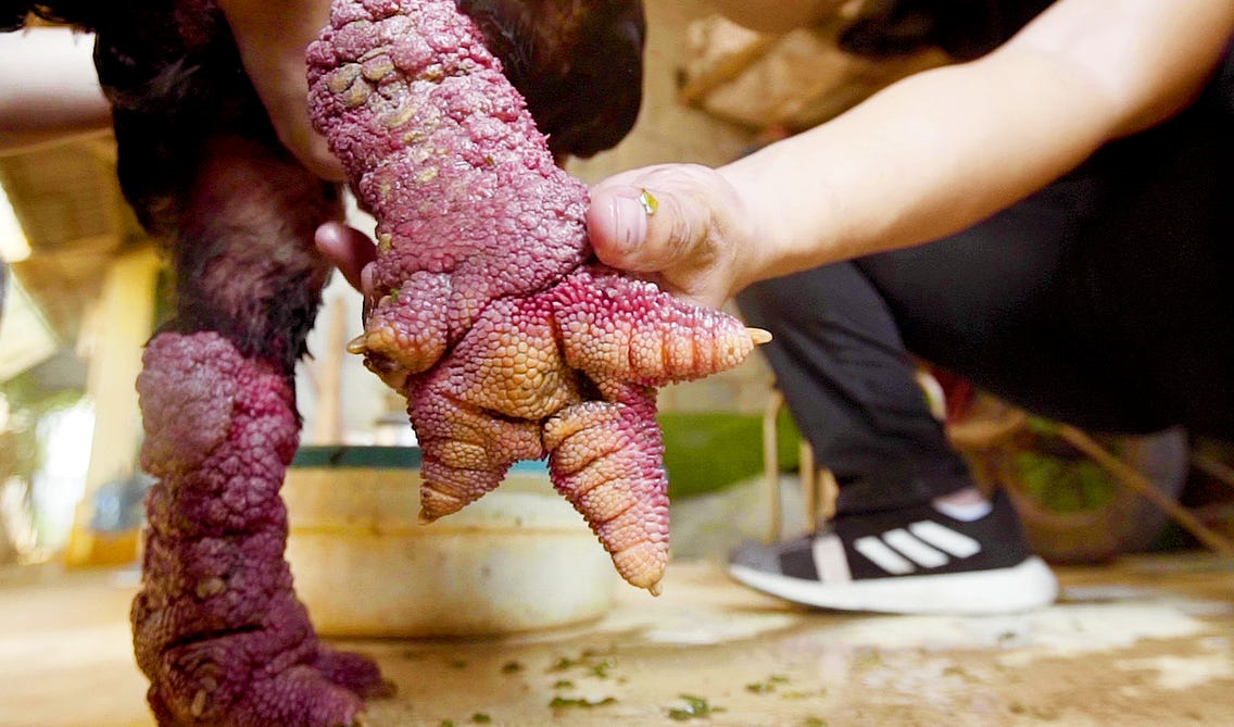 Chân gà Đông Tảo