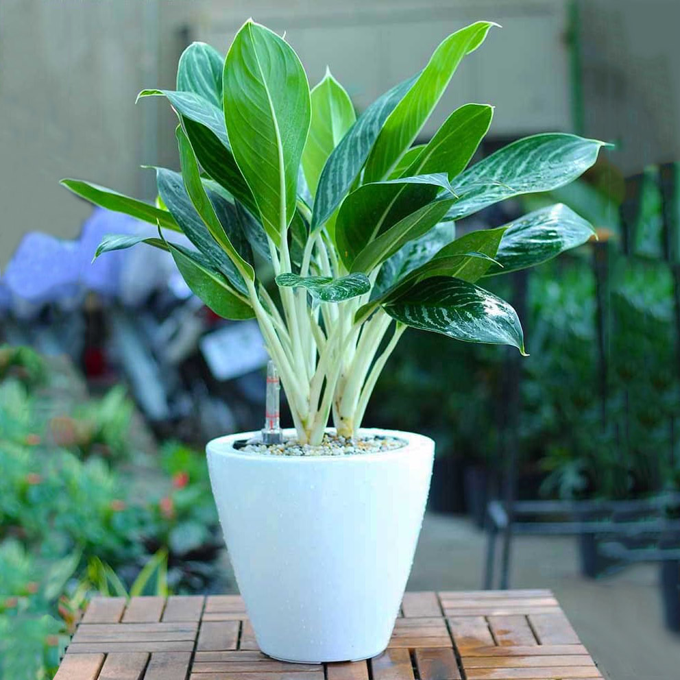 Sinh năm 1982 hợp cây gì? Sinh năm 1982 hợp cây gì?