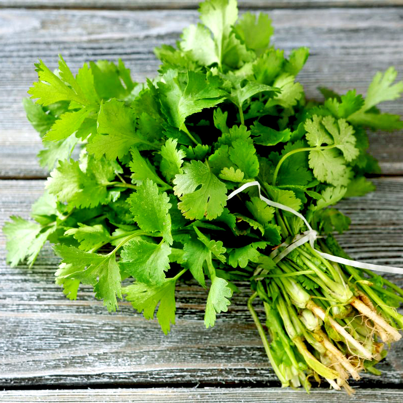 Cách trồng rau ngò rí Cách trồng rau ngò rí