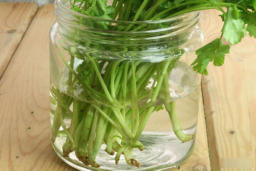 Cách trồng ngò rí tại nhà Cách trồng ngò rí tại nhà