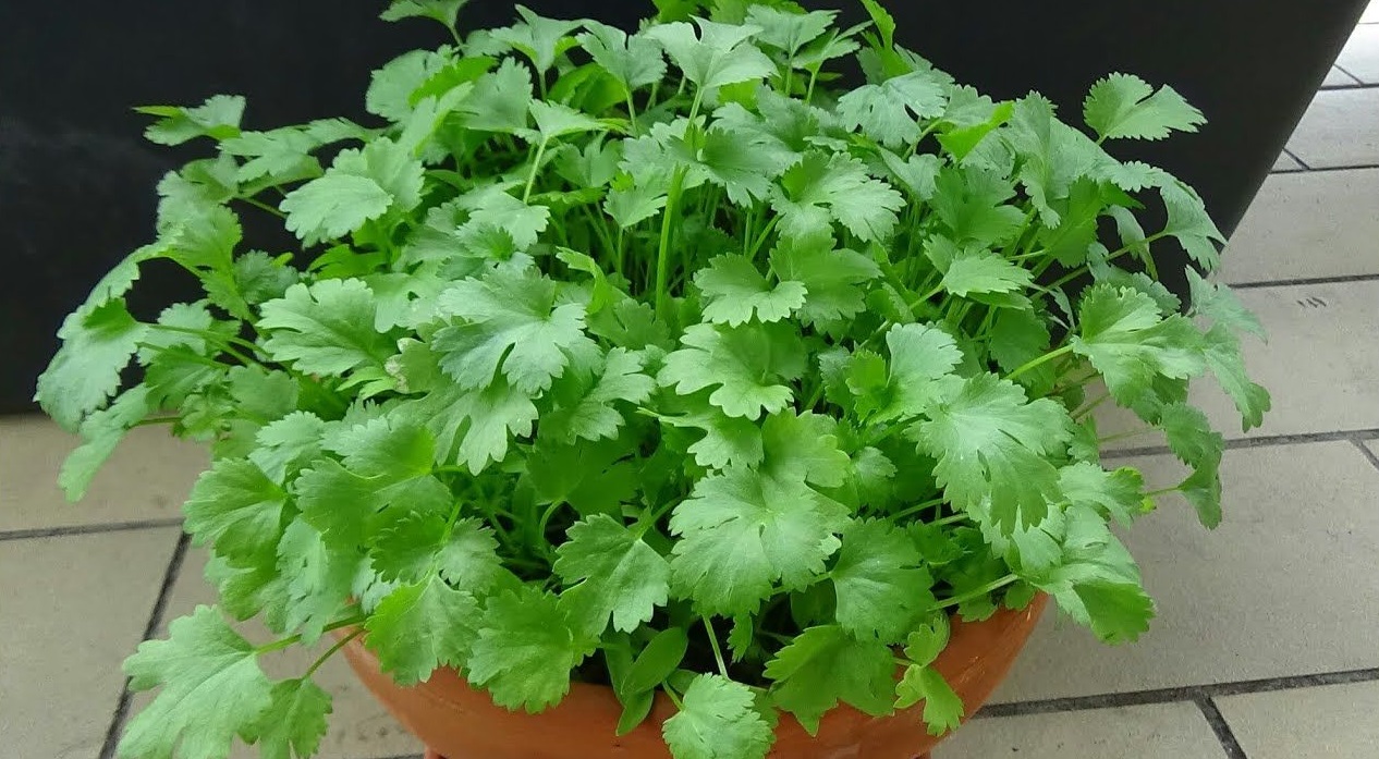 Cách trồng rau mùi bằng rễ Cách trồng rau mùi bằng rễ