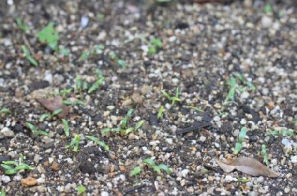 Cách trồng ngò rí bằng hạt tại nhà