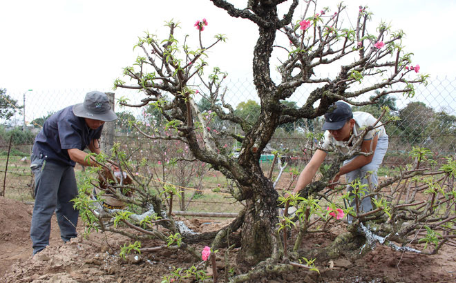Cách trồng và chăm sóc đào Cách trồng và chăm sóc đào