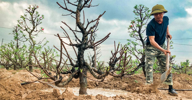 Cách trồng và chăm sóc đào Cách trồng và chăm sóc đào