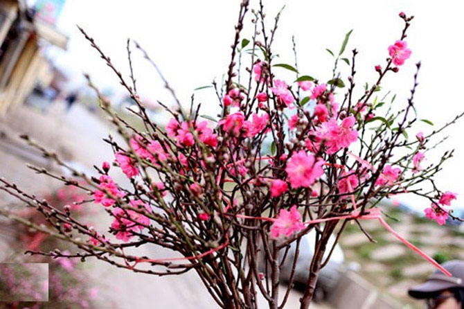 Tìm hiểu cành đào Tết có trồng được không Tìm hiểu cành đào Tết có trồng được không