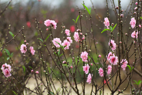 Cách trồng đào cành Cách trồng đào cành