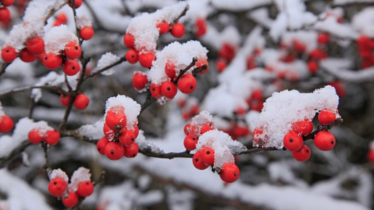 Ý nghĩa của đào đông đỏ Ý nghĩa của đào đông đỏ