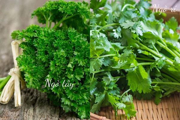 Rau ngò tây và ngò rí