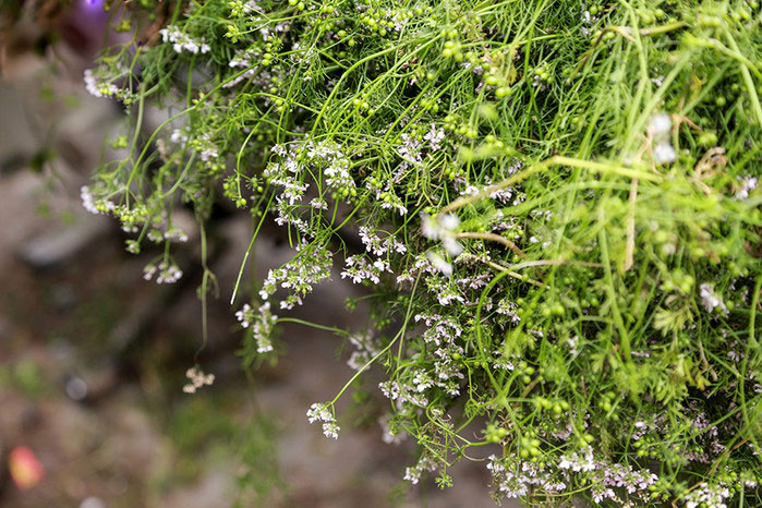 Rau mùi già Rau mùi già