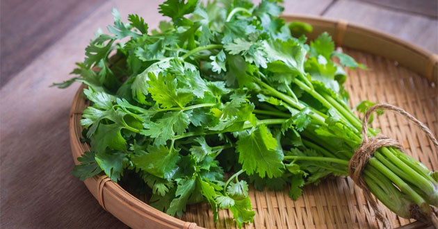 Rau ngò rí Rau ngò rí