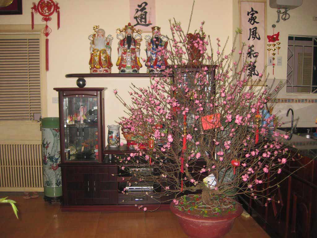 Ý nghĩa của việc trang trí cây đào ngày Tết