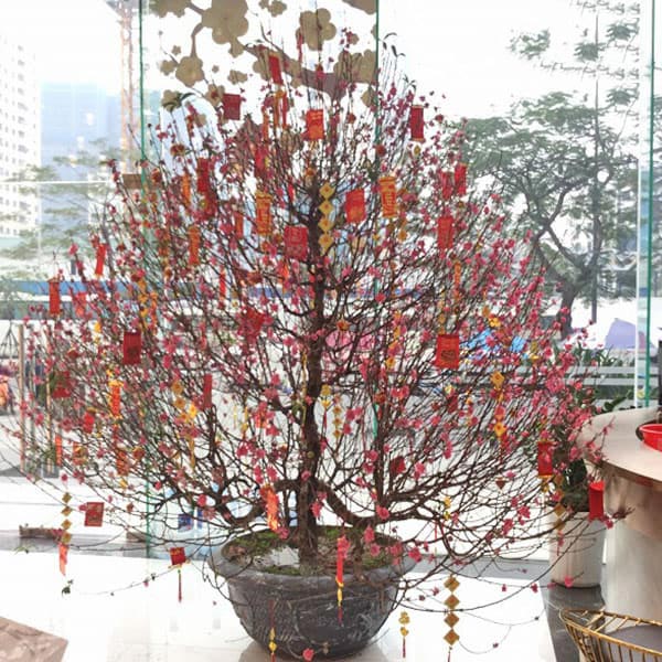 Cách trang trí cây đào đẹp Cách trang trí cây đào đẹp với các phụ kiện
