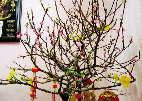 Trang trí cây đào đẹp Trang trí cây đào đẹp với những bông hoa mai vàng giả