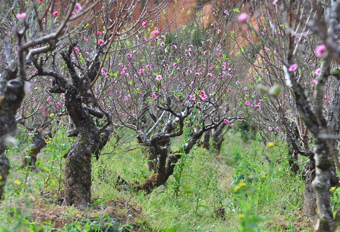 Đào má hồng Đà Lạt Đào má hồng Đà Lạt