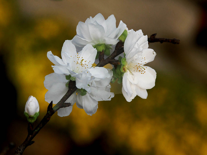 Bạch đào Bạch đào
