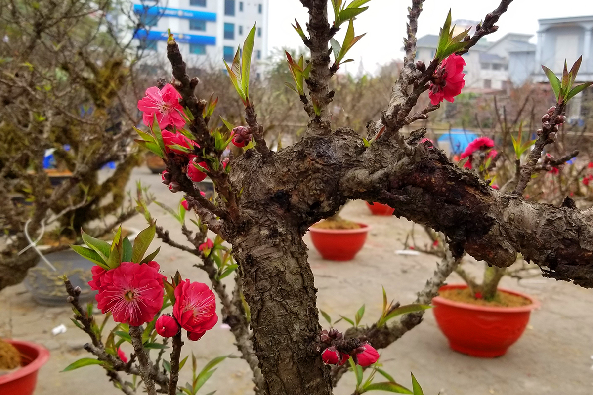 Cách chăm sóc đào trong Tết