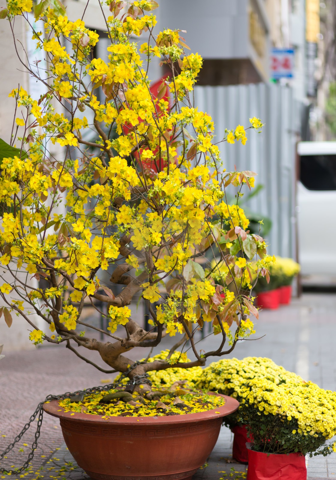 Những thế mai bonsai đẹp