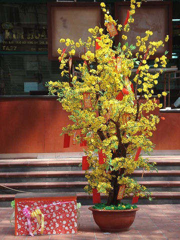 Các dáng thế cây mai