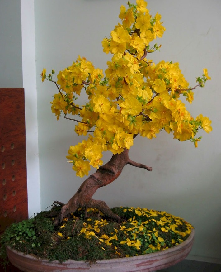 Các thế cây mai vàng đẹp, mai bonsai dáng nghệ thuật