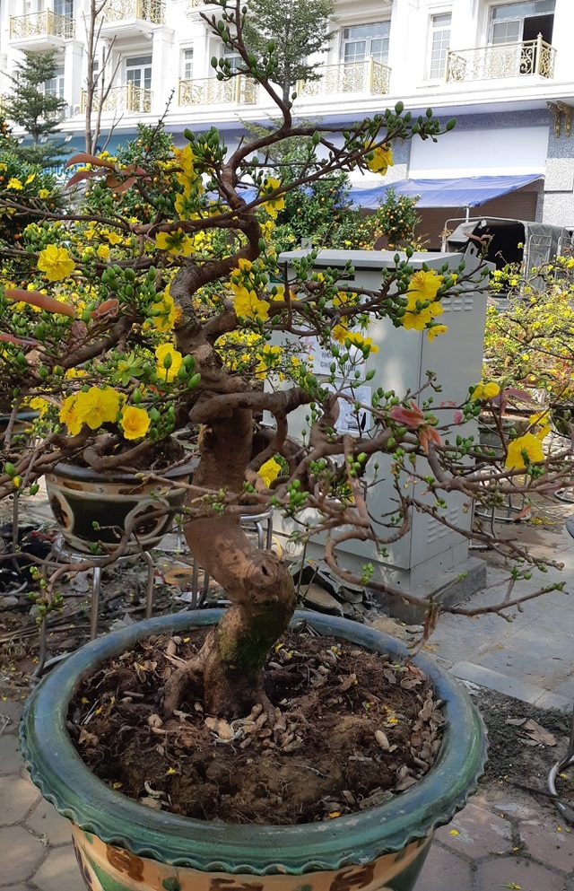 Các thế cây mai vàng đẹp, mai bonsai dáng nghệ thuật