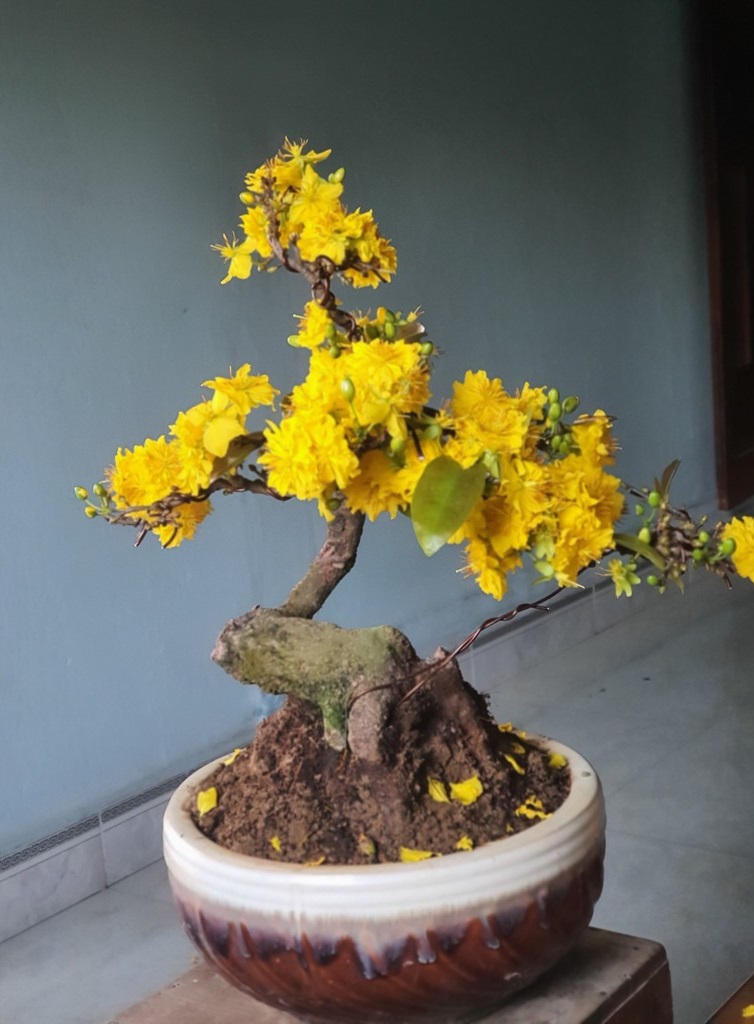 Các thế cây mai vàng đẹp, mai bonsai dáng nghệ thuật
