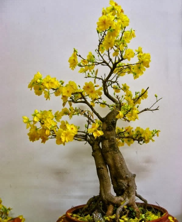Các thế cây mai vàng đẹp, mai bonsai dáng nghệ thuật