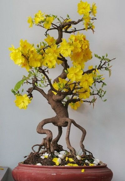 Các thế cây mai vàng đẹp, mai bonsai dáng nghệ thuật
