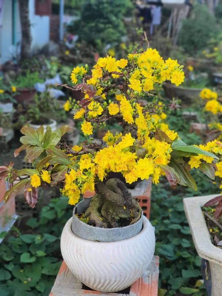 Các thế cây mai vàng đẹp, mai bonsai dáng nghệ thuật