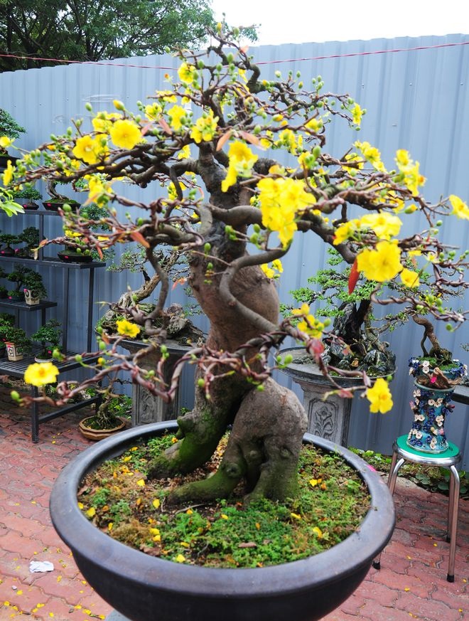 Các thế cây mai vàng đẹp, mai bonsai dáng nghệ thuật