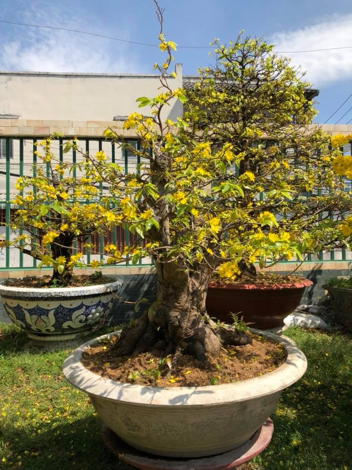 Các thế cây mai vàng đẹp, mai bonsai dáng nghệ thuật