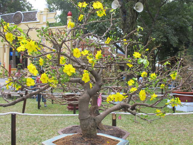 Các thế cây mai vàng đẹp, mai bonsai dáng nghệ thuật