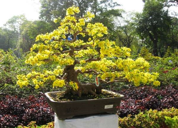 Các thế cây mai vàng đẹp, mai bonsai dáng nghệ thuật