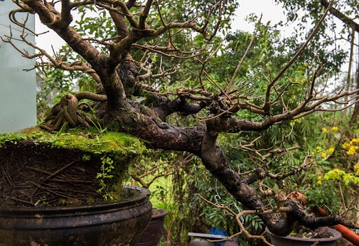 Các thế cây mai vàng đẹp, mai bonsai dáng nghệ thuật