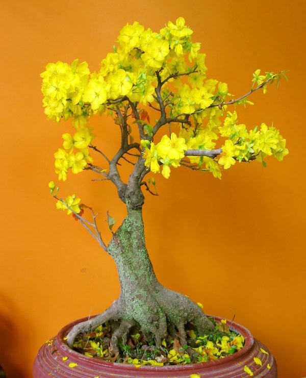 Các thế cây mai vàng đẹp