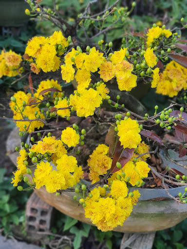 Các thế mai vàng đẹp