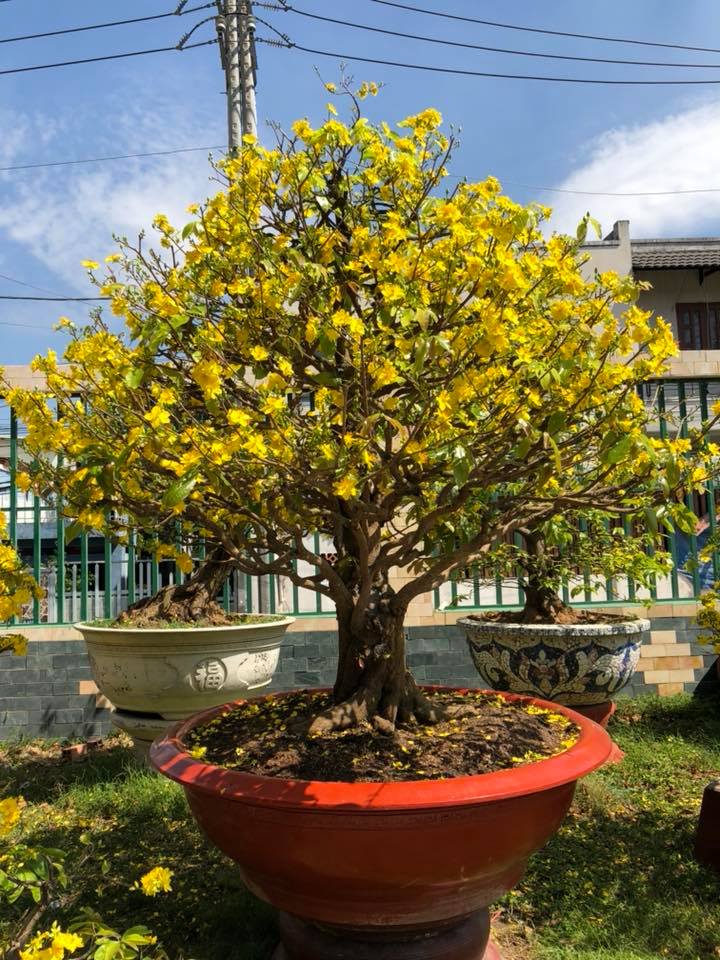 Mai bonsai các thế mai vàng đẹp