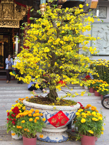 Cây mai bon sai đẹp