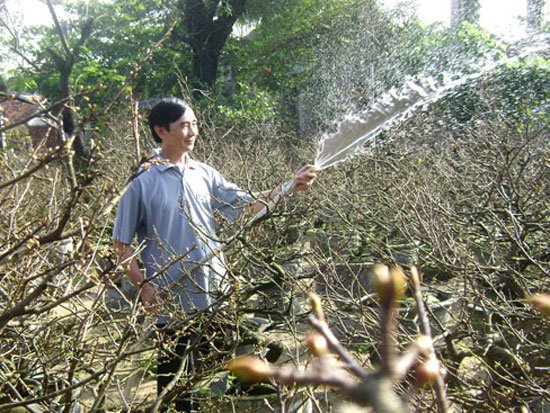 Cách làm hoa mai nở nhanh Cách làm hoa mai nở nhanh
