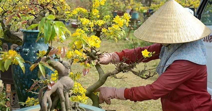 Cách làm cho hoa mai nở nhanh, nở đúng dịp Tết