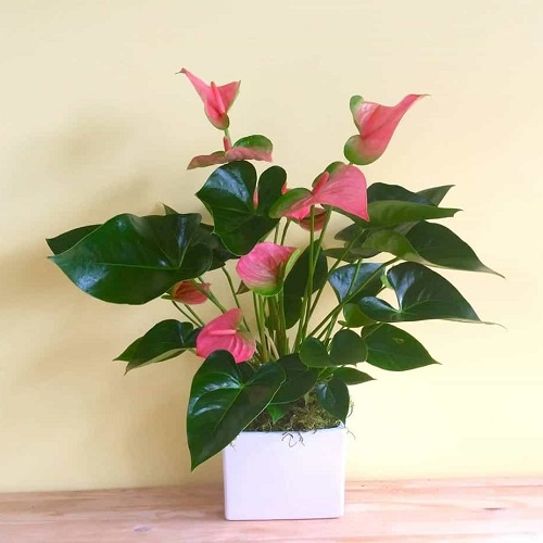 Cây hồng môn là cây gì? Cây hồng môn là cây gì?