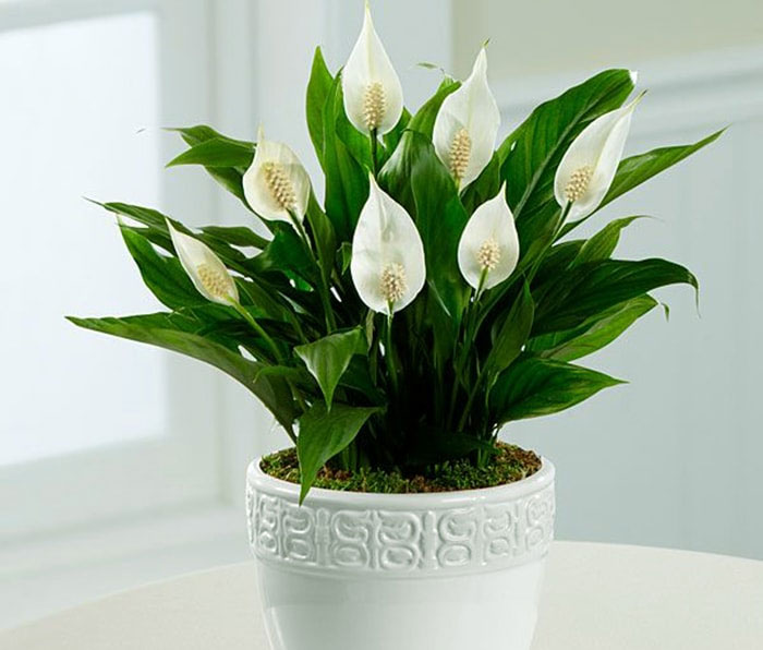 Cây lan ý Cây lan ý