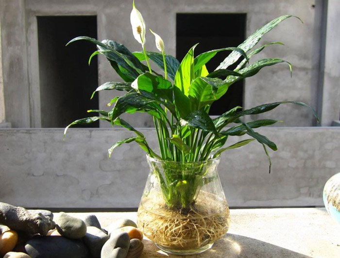 Cây lan ý Cây lan ý