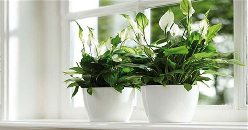 Cây lan ý hợp mệnh gì, có độc không? Ý nghĩa và cách trồng cây lan ý