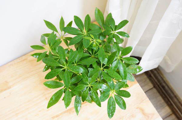 Tìm hiểu về cây ngũ gia bì