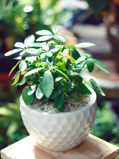 Hình ảnh cây ngũ gia bì 1