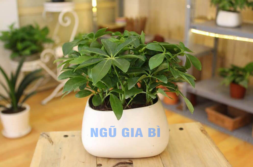 Tác dụng của cây ngũ gia bì